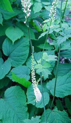 Black cohosh: planting and care in the open field