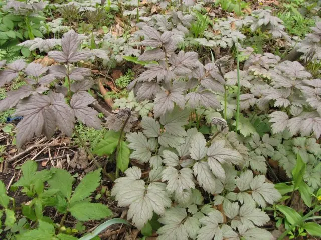 Black cohosh: planting and care in the open field