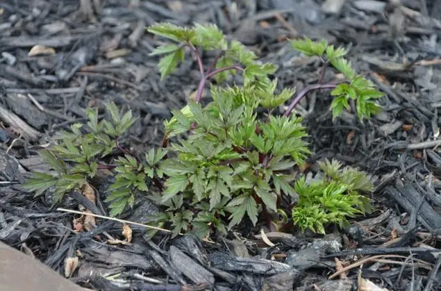 Black cohosh: planting and care in the open field