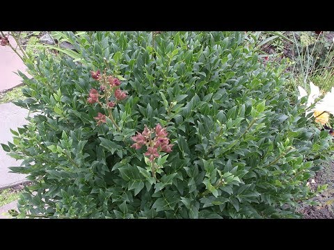 Black cohosh: planting and care in the open field