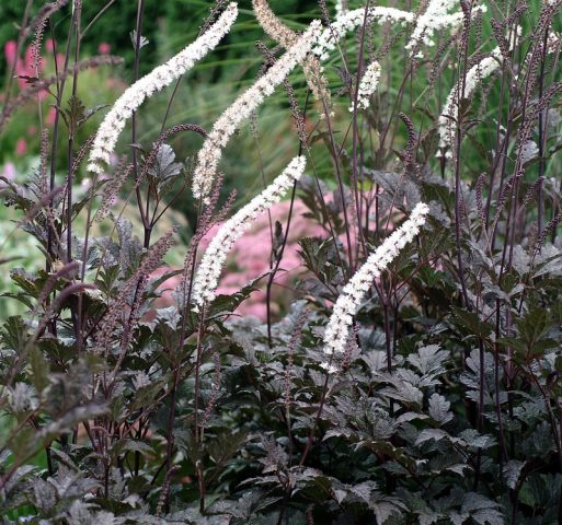 Black cohosh simple Brunet