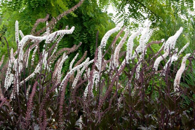 Black cohosh simple Brunet