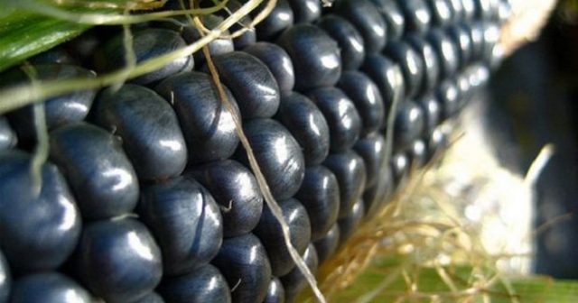 Black Corn