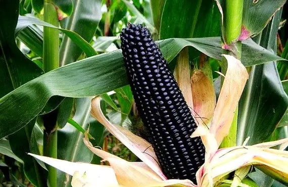 Black Corn