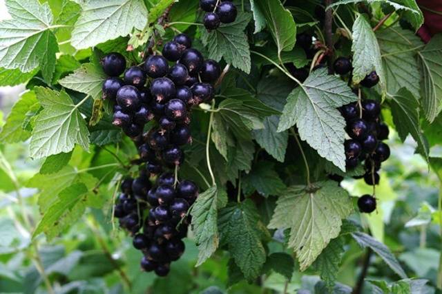 Black currant Belarusian sweet