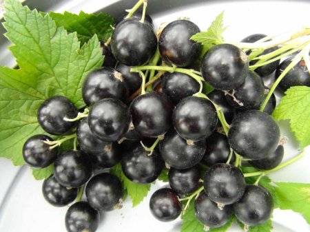 Black currant Belarusian sweet