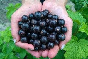 Black currant Belarusian sweet