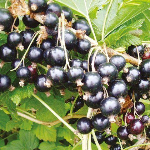 Black currant Big Ben: variety description, photos, reviews, pollinators, planting, care