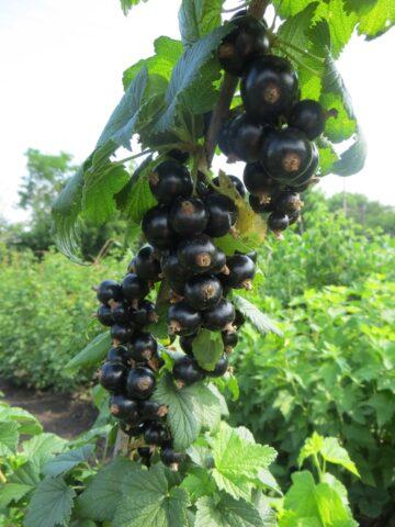 Black currant Big Ben: variety description, photos, reviews, pollinators, planting, care