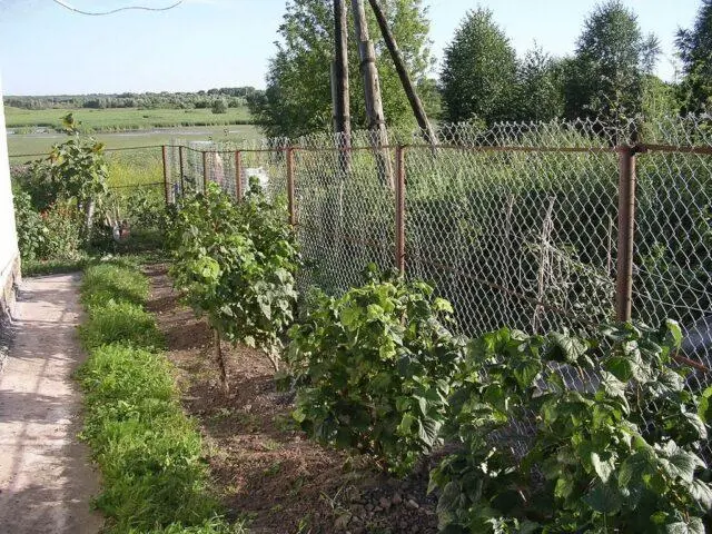 Black currant Big Ben: variety description, photos, reviews, pollinators, planting, care