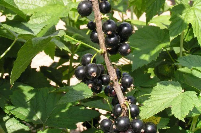 Black currant Big Ben: variety description, photos, reviews, pollinators, planting, care