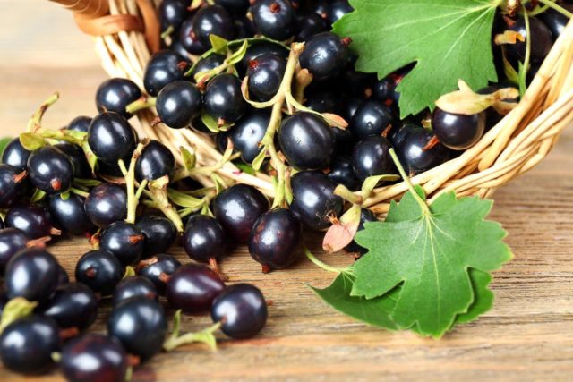 Black currant: health benefits and harms, calories