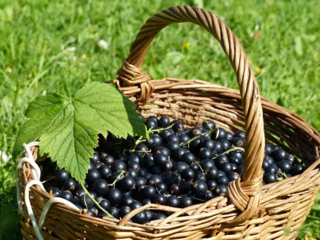 Black currant: health benefits and harms, calories