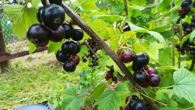 Black currant Litvinovskaya: characteristics, planting and care