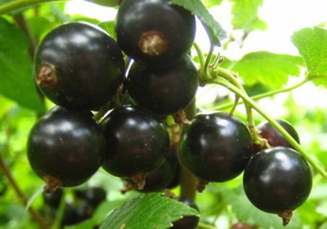 Black currant Litvinovskaya: characteristics, planting and care