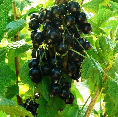 Black currant Memory Vavilova: variety description, photos, reviews