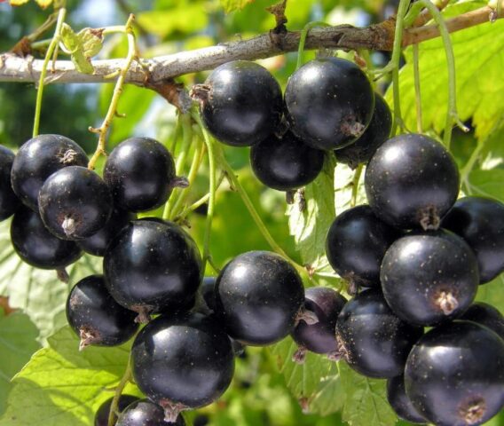 Black currant Memory Vavilova: variety description, photos, reviews