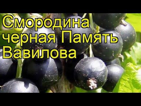 Black currant Memory Vavilova: variety description, photos, reviews