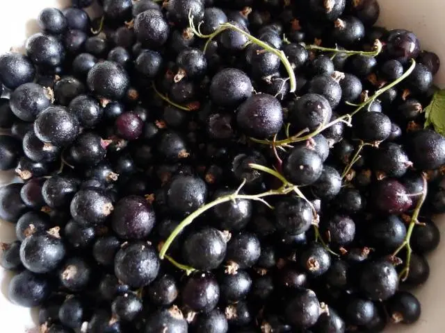 Black currant Selechenskaya, Selechenskaya 2