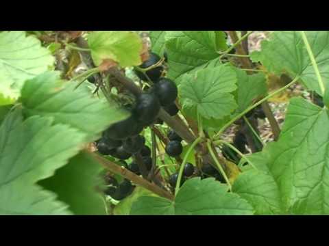 Black currant Selechenskaya, Selechenskaya 2