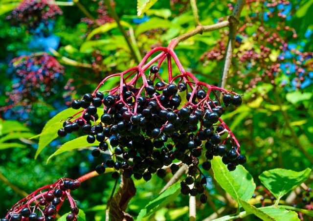 Black elder: medicinal properties and contraindications