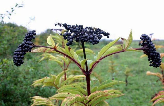 Black elder: medicinal properties and contraindications