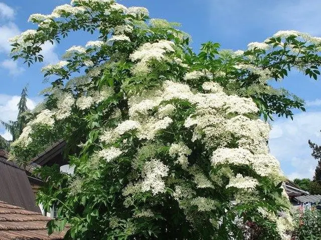 Black elder: medicinal properties and contraindications