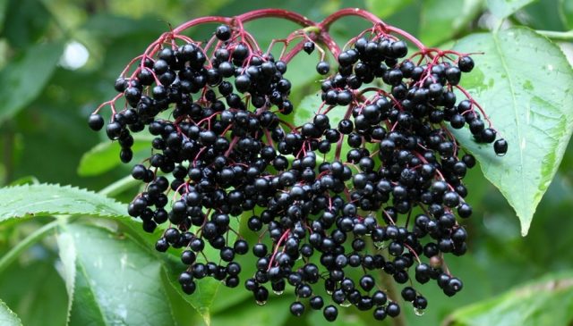 Black elder: medicinal properties and contraindications