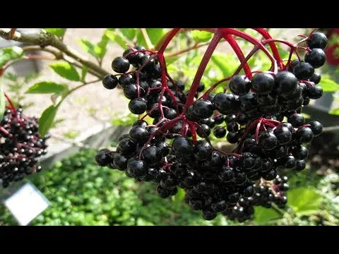 Black elder: medicinal properties and contraindications