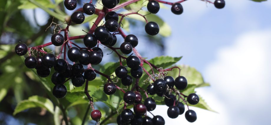 Black elderberry (Sambucus nigra L.) poisoning &#8211; symptoms and first aid