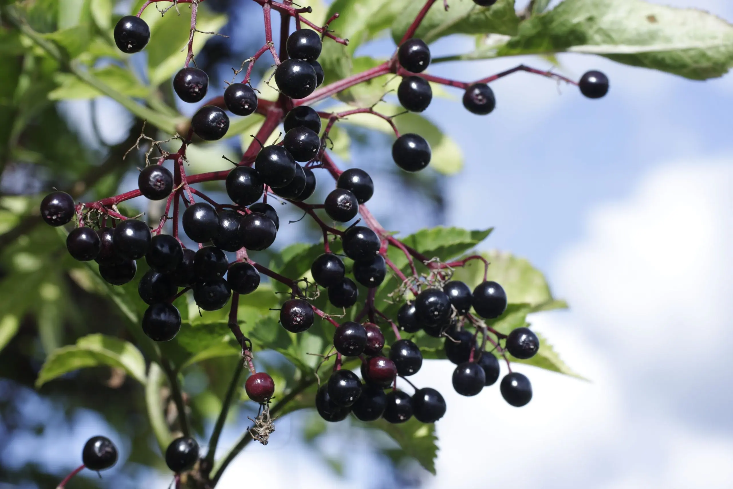 Black elderberry (Sambucus nigra L.) poisoning &#8211; symptoms and first aid