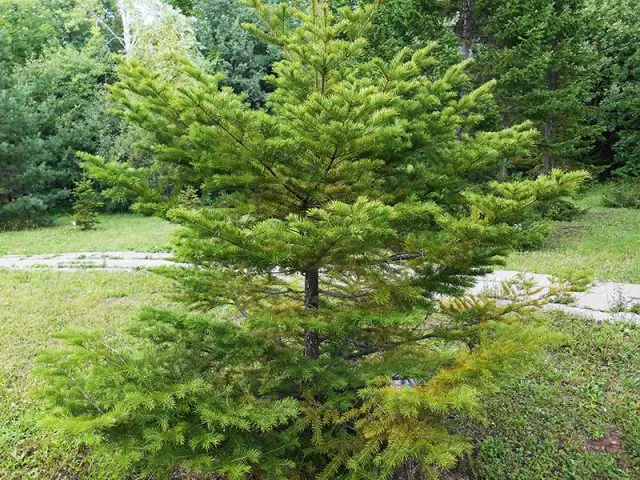 Black fir