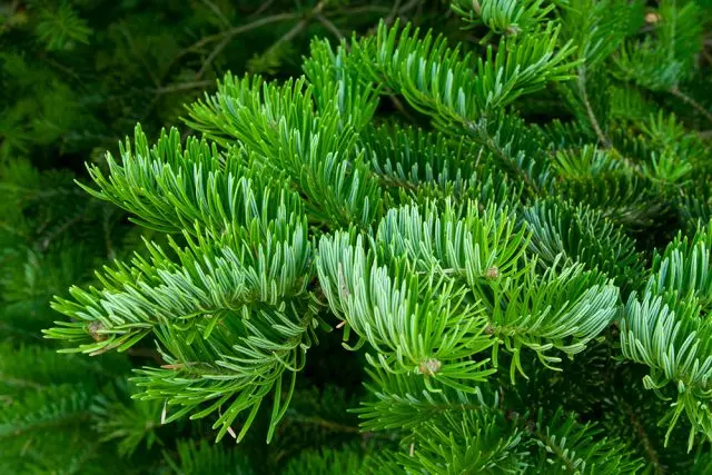 Black fir