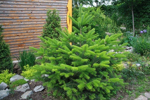 Black fir