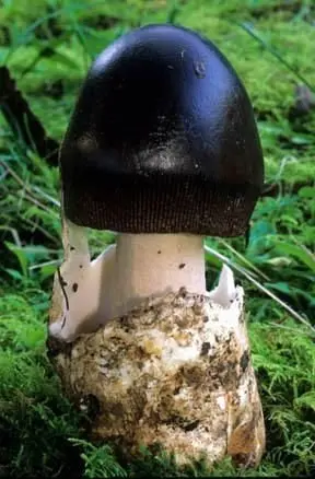 Black float (Amanita Pachycolea) photo and description