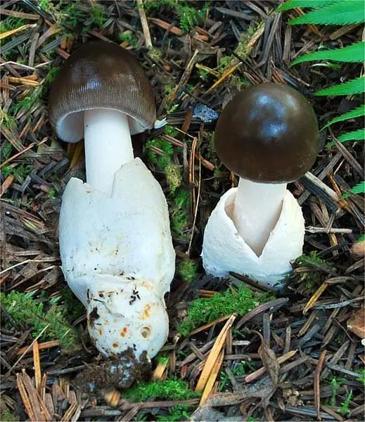 Black float (Amanita Pachycolea) photo and description