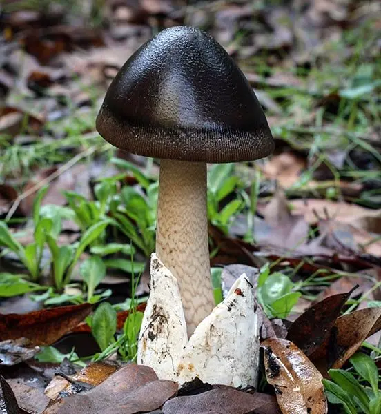 Black float (Amanita Pachycolea) photo and description