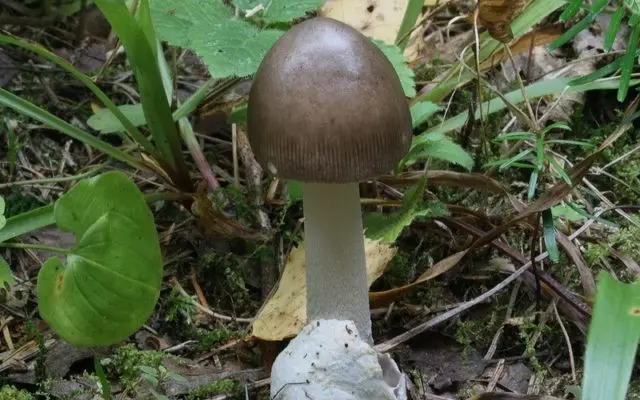 Black float: photo and description of mushrooms