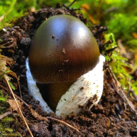 Black float: photo and description of mushrooms