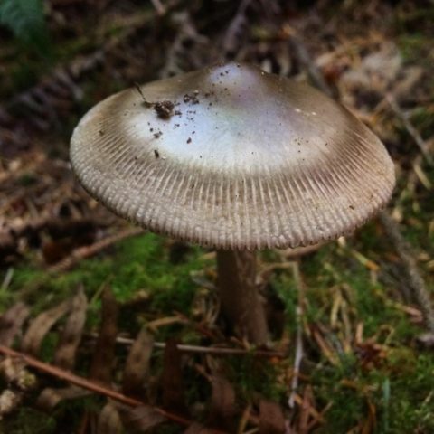 Black float: photo and description of mushrooms