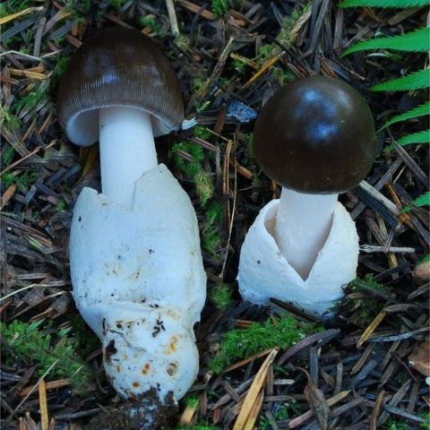 Black float: photo and description of mushrooms