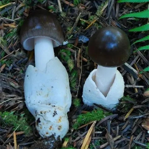 Black float: photo and description of mushrooms