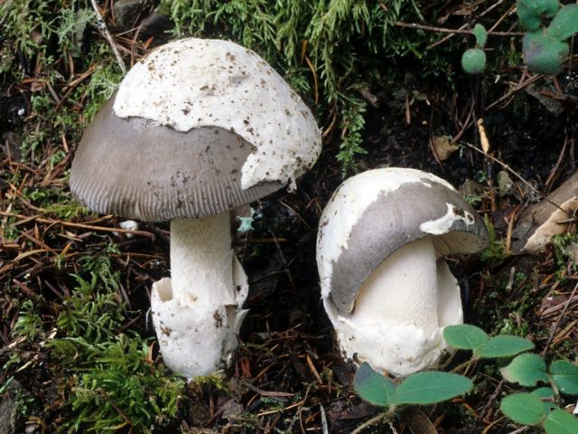 Black float: photo and description of mushrooms