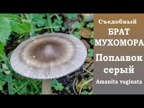 Black float: photo and description of mushrooms