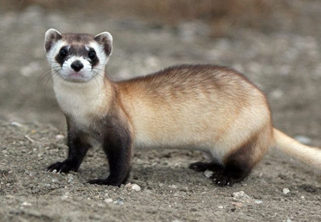 Black-footed (American) ferret