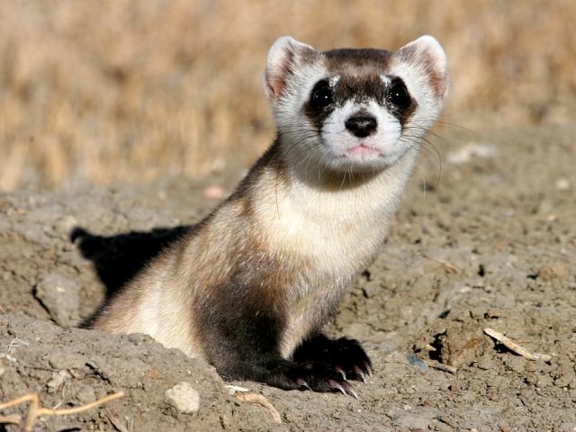 Black-footed (American) ferret