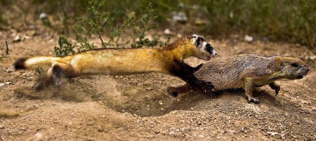 Black-footed (American) ferret