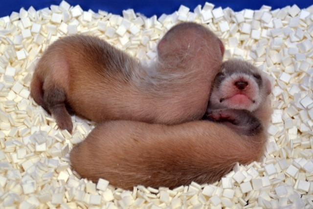 Black-footed (American) ferret