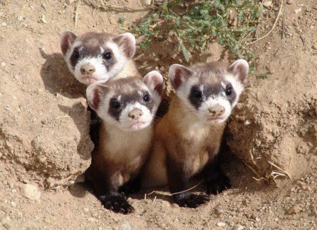 Black-footed (American) ferret