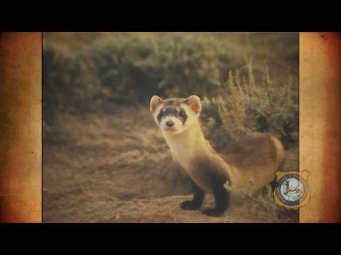 Black-footed (American) ferret